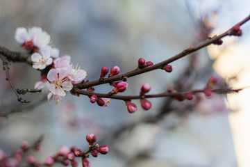 Tender Pink Blossoms on Blooming Apricot tree in the Spring time