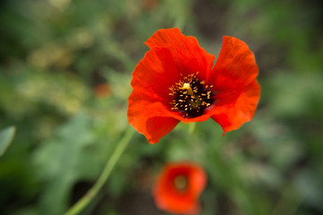 Alpine poppy in the natural environment