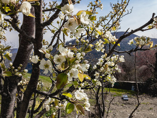 Branches blooming with white flowers of a tree against a blue sky and mountains.