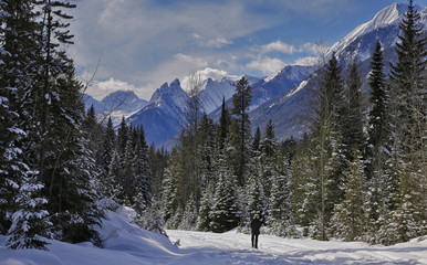 Winter wonderland with trees and mountains