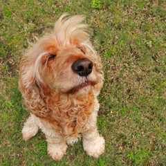 Golden Cocker Spaniel