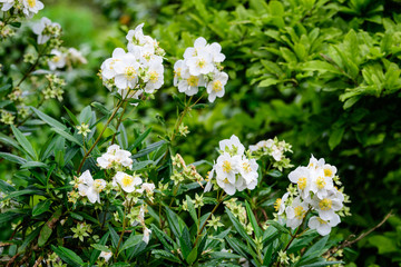 Fototapeta na wymiar Large green bush with fresh delicate white jasmine flowers and green leaves in a garden in a sunny summer day, beautiful outdoor floral background photographed with soft focus 