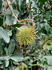 Rambutan (Nephelium lappaceum) with natural background. Rambutan is the exotic fruit fruit from indonesia. Juicy and sweet.