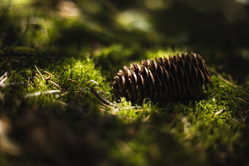 Brown spruce cones on green moss