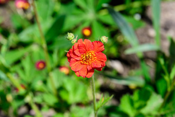 One delicate vivid red cinquefoil or Potentilla flower in a British cottage style garden in a summer day, beautiful outdoor floral background photographed with soft focus
