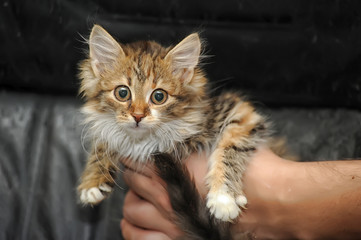 fluffy kitten in hands
