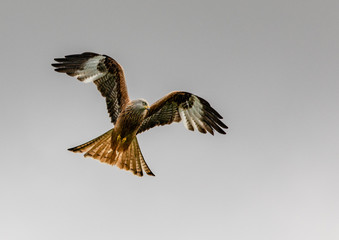 Red Kite in flight over the Brecon Beacons, Wales