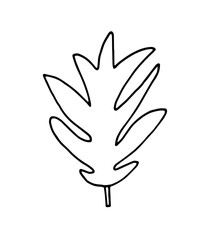 hand drawn leaf vector illustration. Big tropical leave.