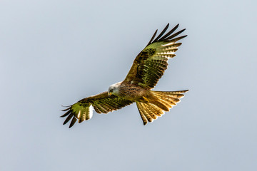 Red Kites flying over the Brecon Beacons