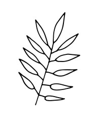 hand drawn leaf vector illustration. Big tropical leave.