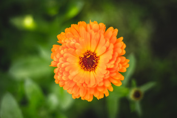 Closeup of orange garden flower