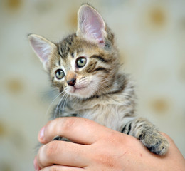 striped cute young kitten