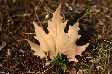 dry yellow maple leaf lies on dry spruce needles and on dry grass