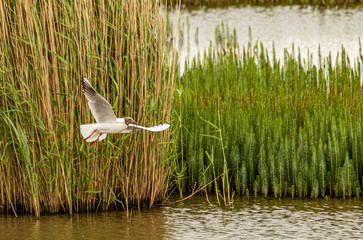 Black Headed Gull after take off with nesting material