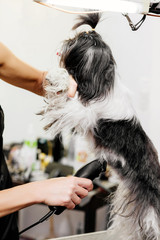 Groomer takes care of the dog's hair. Element of grooming. Shih tzu.