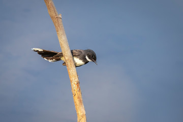 Image of oriental magpie robin(Copsychus saularis) on branch on nature background. Bird. Animals.