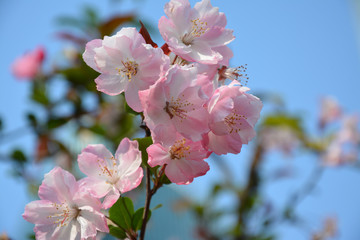 the pink crabapple flower blossoms in sunny day in spring