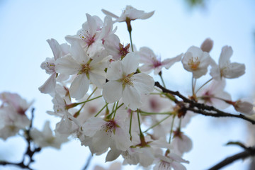 Obraz premium Sakura blossoms in Spring in the park of Shanghai