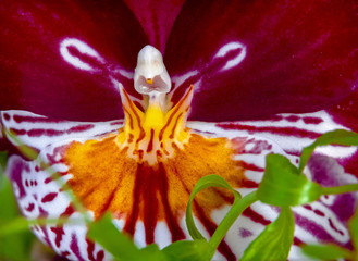 Nice orchid Meltonia in macro view inside of the flower.