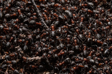 Red forest ants close-up. Background of red ant colony.