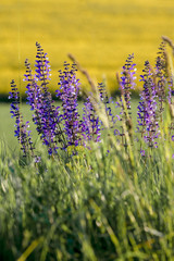 łubin na łące, fioletowe kwiaty łubinu, letnią łąka © elisabeth3