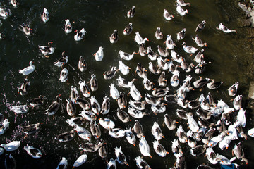 Ducks with orange beak floating on the lake.