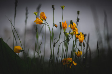Alpine poppy in the natural environment