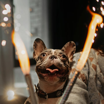 Happy French Bulldog Dog Portrait With Fireworks