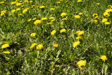 green meadow with yellow dandelions in spring