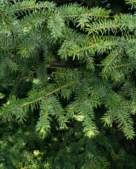 
green spruce branches with needles close-up