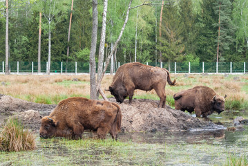 Huge wild zubr (Bison bonasus) in nature. European bison in pasture in summer. Stock photo.