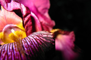 Close up iris flower on black background