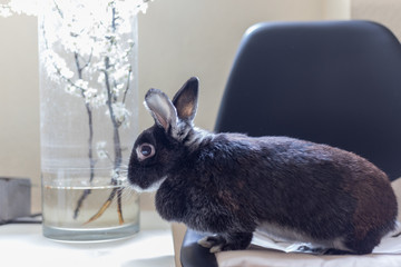 Rabbit in the house, sitting on a chair, close-up. Love to animals