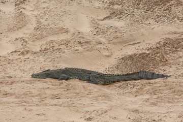 Lazy nile crocodile beside the river