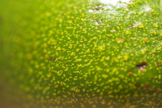 Avocado Peel Close-up, Green Macro Background. Fresh Green Food