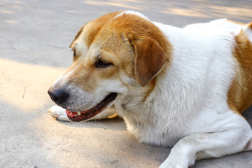 Closeup photo of an adorable dog. 