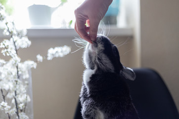 Closeup hand which feeds a rabbit, on a light background. Love to animals