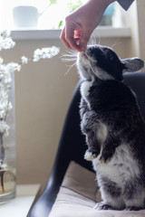 Closeup hand which feeds a rabbit, on a light background. Love to animals