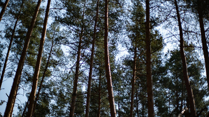 природа лес дерево 