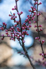 Tender Pink Buds on Blooming Apricot tree in the Spring time