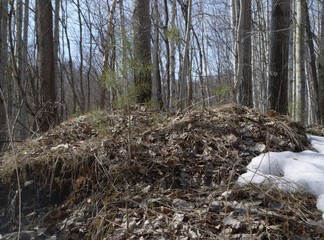
hill in the spring forest and trees grow on it