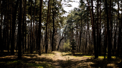 природа лес дерево 