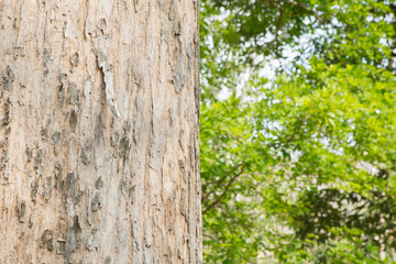Teak tree in the forest	