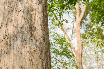 Obraz premium Teak Trees in Thailand precious hardwoods one of the last major areas of tropical forest in Asia 