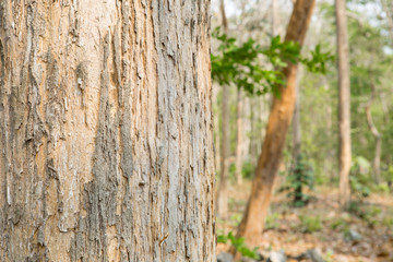 Teak tree in the forest	