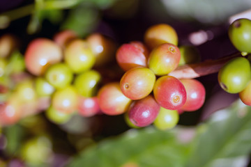Coffee beans organic  on a branch of tree