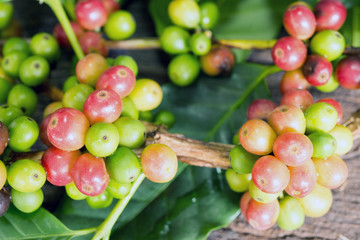 Coffee beans organic  on a branch of tree