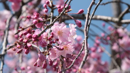 お花見