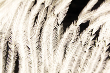 fluffy white ostrich feathers on a dark background
