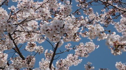 お花見